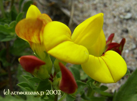 Gul_blomma