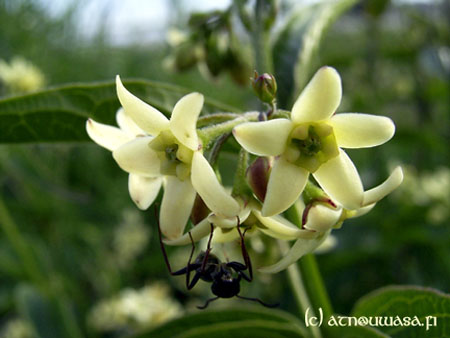 Vit_blomma