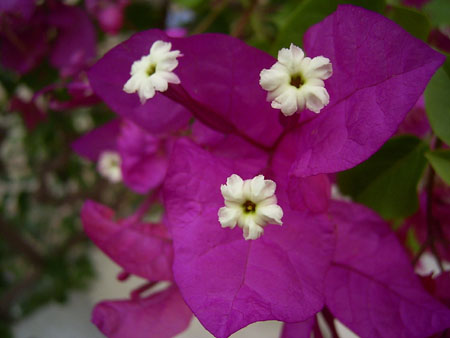 03redflower