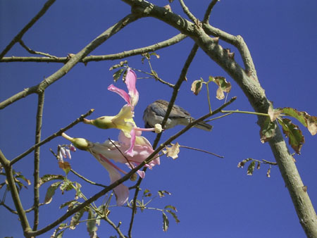 07flowerbird