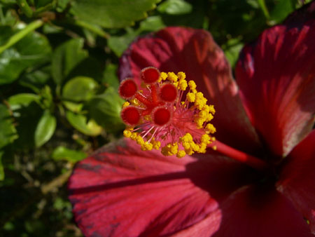 08hibiscus