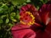 08hibiscus