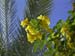 09yellowflower
