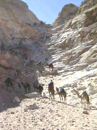 33rockcamels