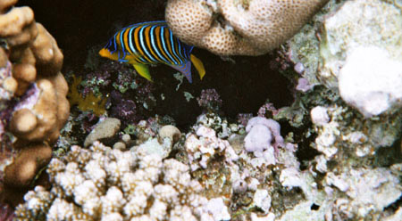 41snorkel