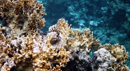 42snorkel