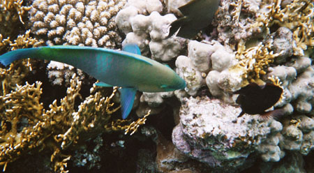 44snorkel