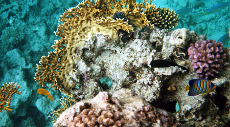 45snorkel
