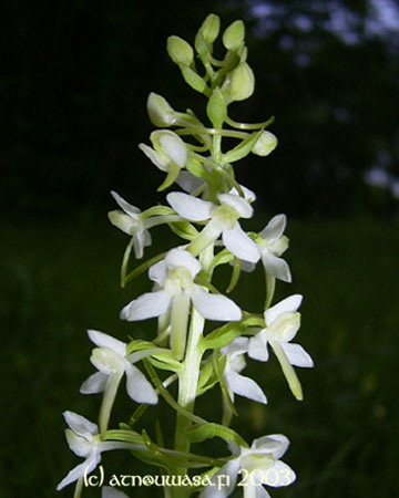 Orkide2