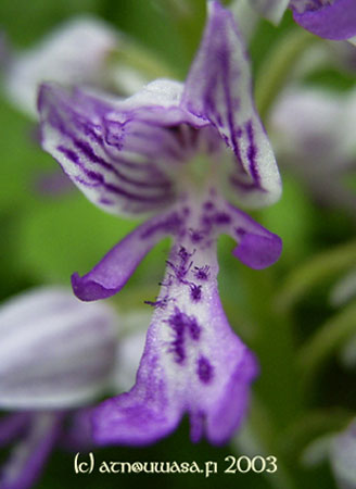 Orkide4