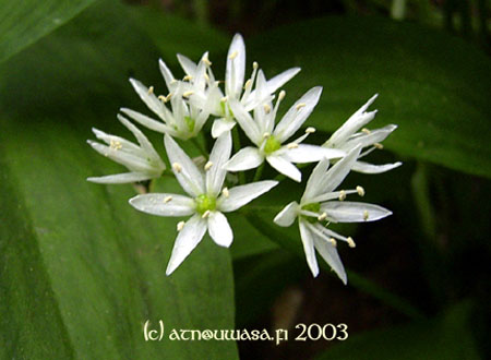 Vit_blomma2