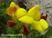 Gul_blomma