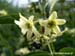 Vit_blomma