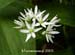 Vit_blomma2