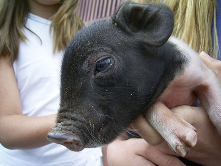 03_piggy