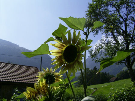 04_Sunflower