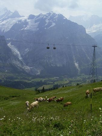 31_Grindelwald