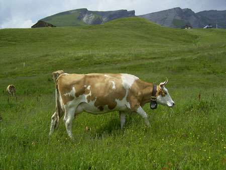 32_Grindelwald