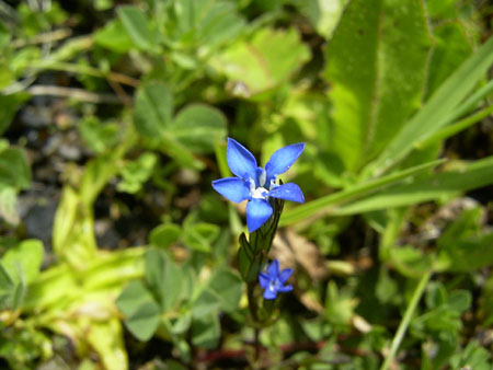 33_Gentiana