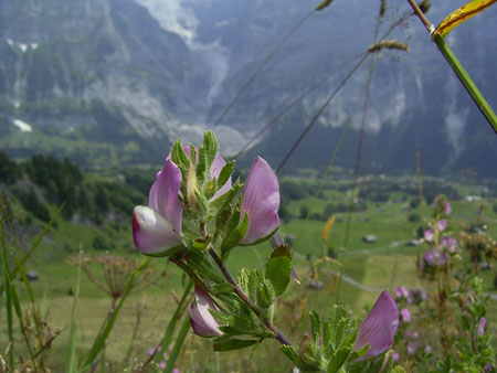 35_Grindelwald