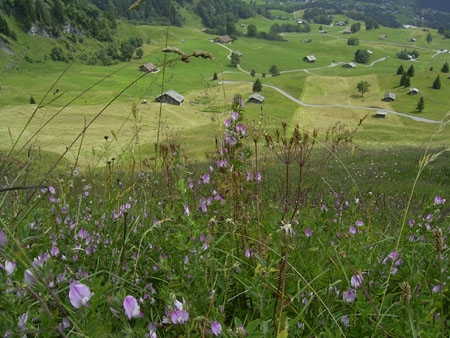 37_Grindelwald
