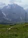 31_Grindelwald