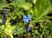 33_Gentiana