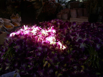 20_orchid