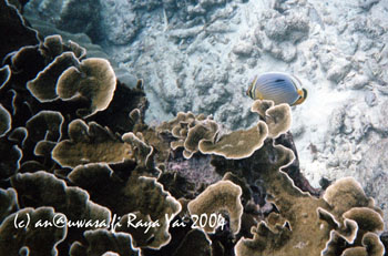 02b_snorkeling_kon_kare