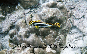 02d_snorkeling_kon_kare