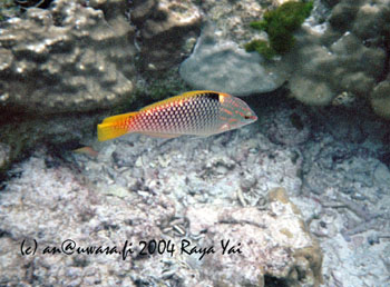 02e_snorkeling_kon_kare