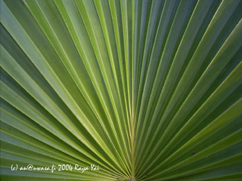 03_palm