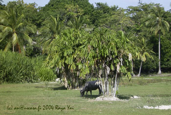 05_buffalo