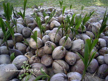 06_palms