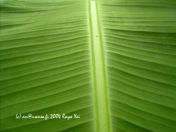 07_banana