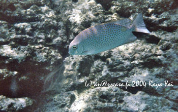 15b_spitting_fish
