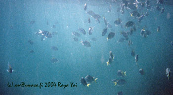 15c_fish_soup
