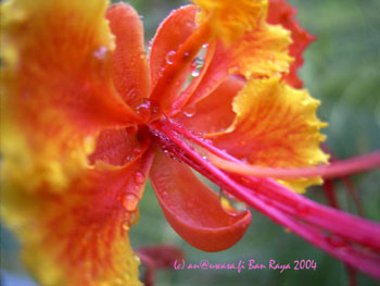 18_raindrops