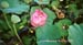 02a_lotus