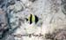 02b_snorkeling_kon_kare2