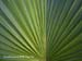 03_palm