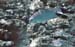 15b_spitting_fish
