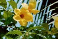 Yellow flower